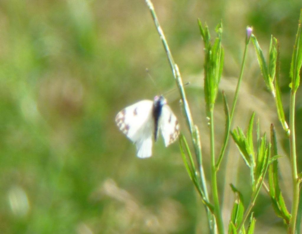 Pontia edusa strana